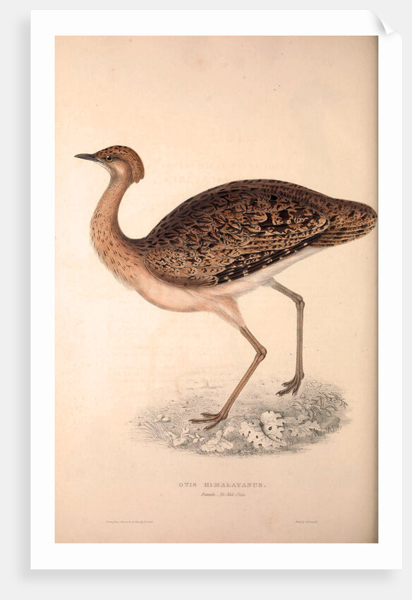 Otis Himalayanus (female) or Delicious Bustard, Otis deliciosa by Elizabeth Gould and John Gould