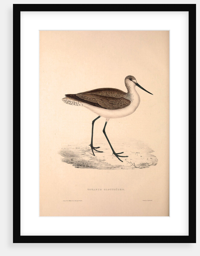 Totanus Glottoides, Common Greenshank by Elizabeth Gould and John Gould
