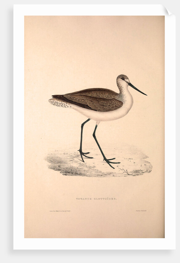 Totanus Glottoides, Common Greenshank by Elizabeth Gould and John Gould