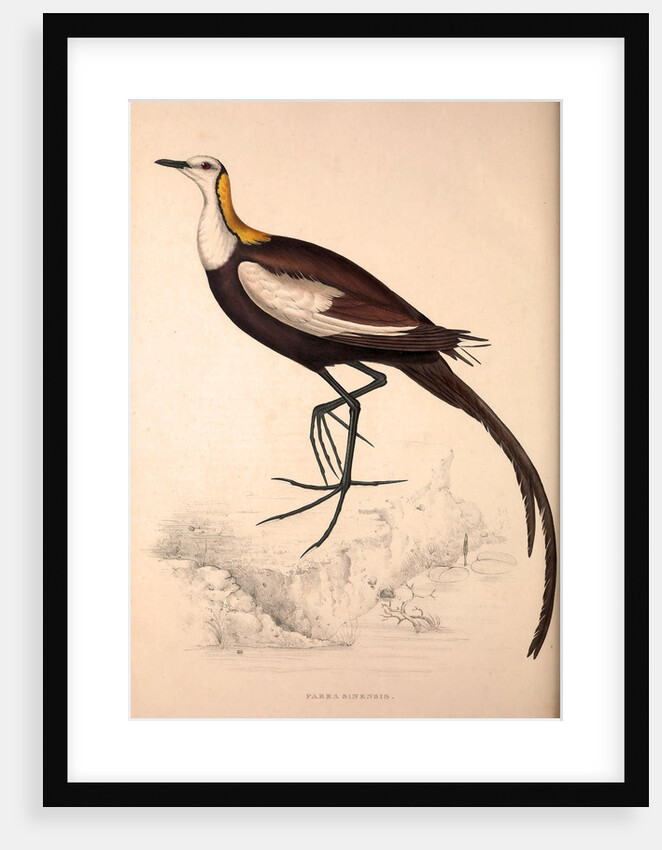 Parra Sinensis, Pheasant-Tailed Jacana.A jacana in the monotypic genus Hydrophasianus by Elizabeth Gould and John Gould