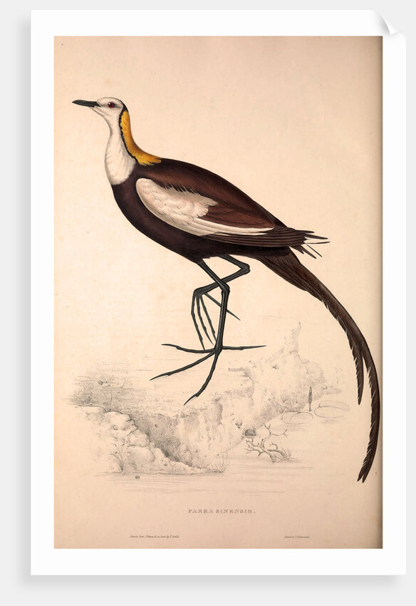 Parra Sinensis, Pheasant-Tailed Jacana.A jacana in the monotypic genus Hydrophasianus by Elizabeth Gould and John Gould