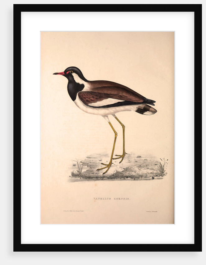 Vanellus Goensis, Plover or Northern Lapwing by Elizabeth Gould and John Gould