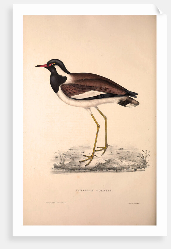 Vanellus Goensis, Plover or Northern Lapwing by Elizabeth Gould and John Gould