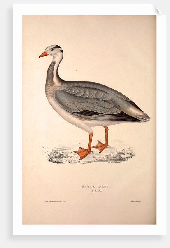 Anser Indica, Bar-headed Goose by Elizabeth Gould and John Gould