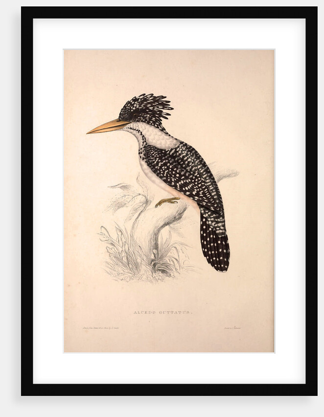Alcedo Guttatus by Elizabeth Gould and John Gould