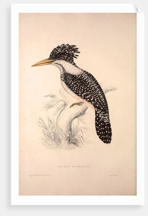 Alcedo Guttatus by Elizabeth Gould and John Gould