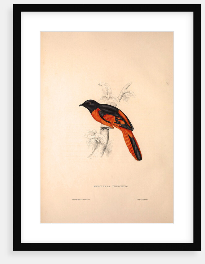 Muscipeta Princeps by Elizabeth Gould and John Gould