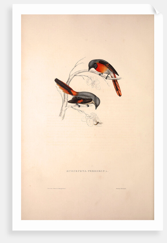 Muscepeta Peregrina by Elizabeth Gould and John Gould