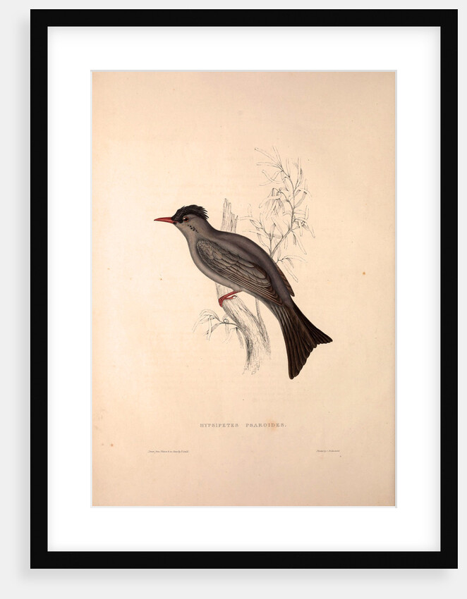 Hypsipetes Psaroides, Black Bulbul by Elizabeth Gould and John Gould