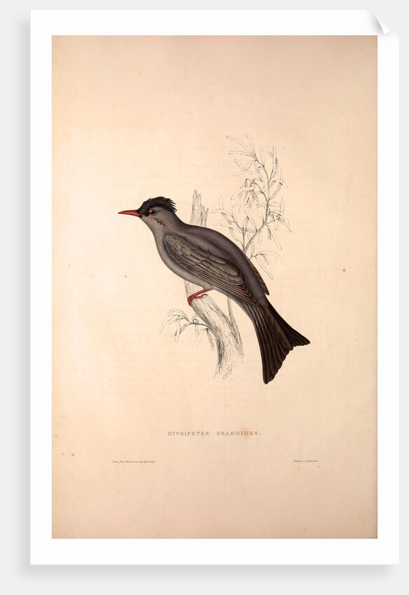 Hypsipetes Psaroides, Black Bulbul by Elizabeth Gould and John Gould