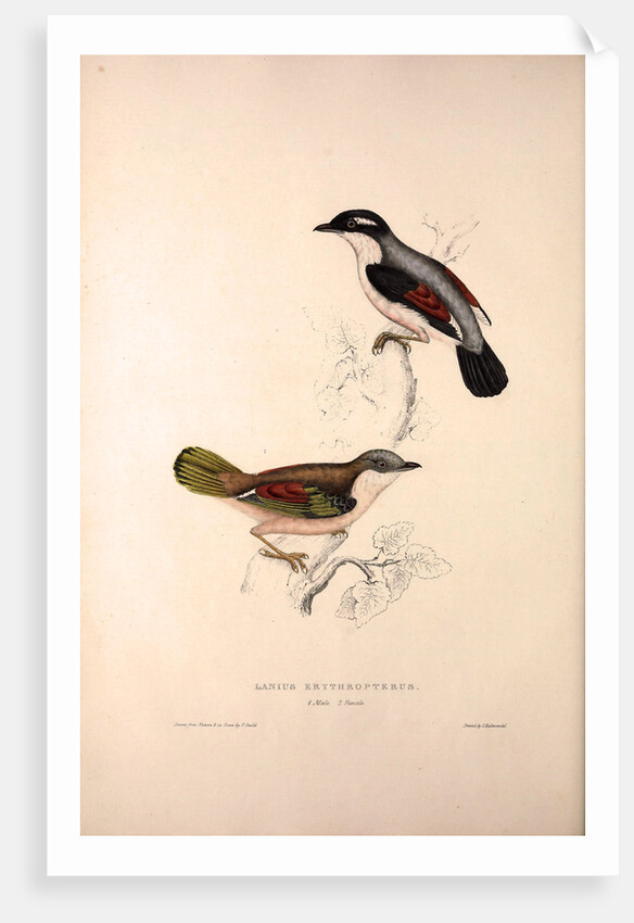 Lanius Erythropterus, Himalayan Shrike-babbler by Elizabeth Gould and John Gould