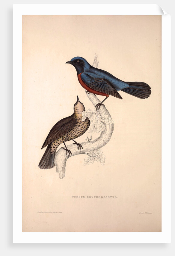 Turdus Erythrogaster by Elizabeth Gould and John Gould