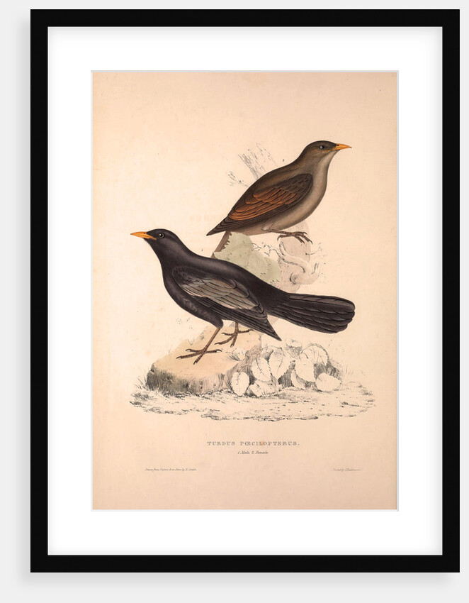 Turdus Poecilopterus, Aztec Thrush by Elizabeth Gould and John Gould
