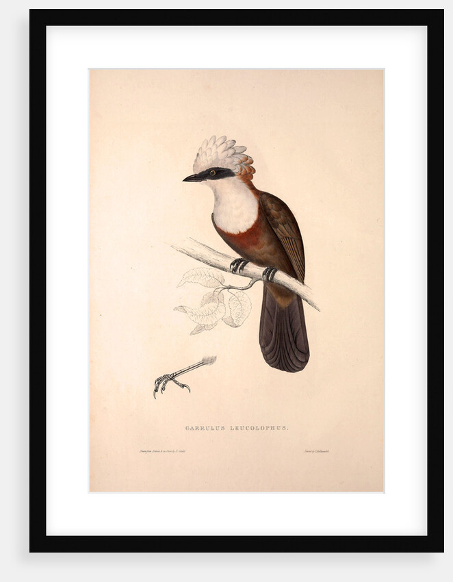 Garrulus Leucolophus, White-crested Laughingthrush by Elizabeth Gould and John Gould