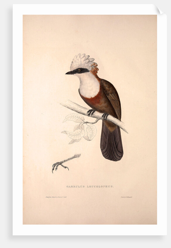 Garrulus Leucolophus, White-crested Laughingthrush by Elizabeth Gould and John Gould
