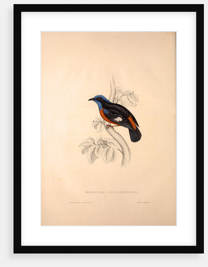 Phoenicura Cinclorhyncha, actually Petrocincla cinclorhynca by Elizabeth Gould and John Gould