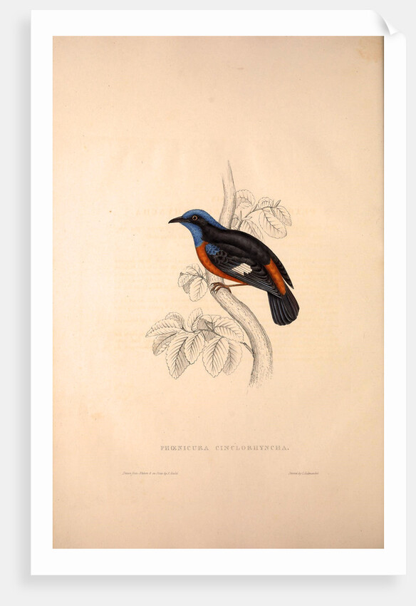 Phoenicura Cinclorhyncha, actually Petrocincla cinclorhynca by Elizabeth Gould and John Gould