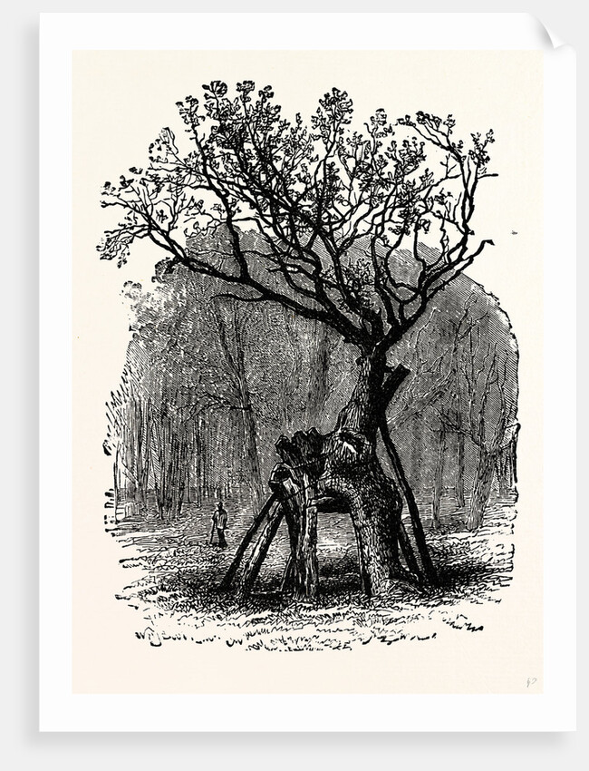 The Greendale Oak by Anonymous