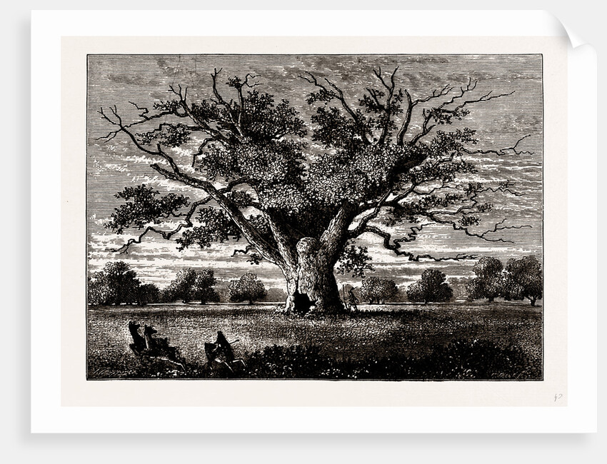 Fairlop Oak, 1800 by Anonymous