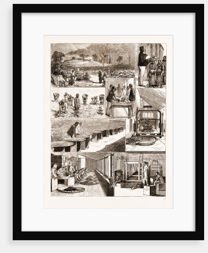 Tea Cultivation In British India by Anonymous