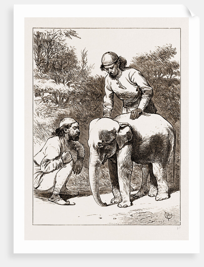 The Smallest Elephant In Camp by Anonymous