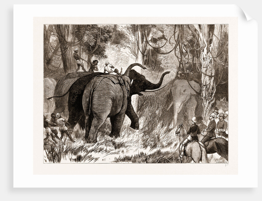 Binding A Wild Elephant by Anonymous