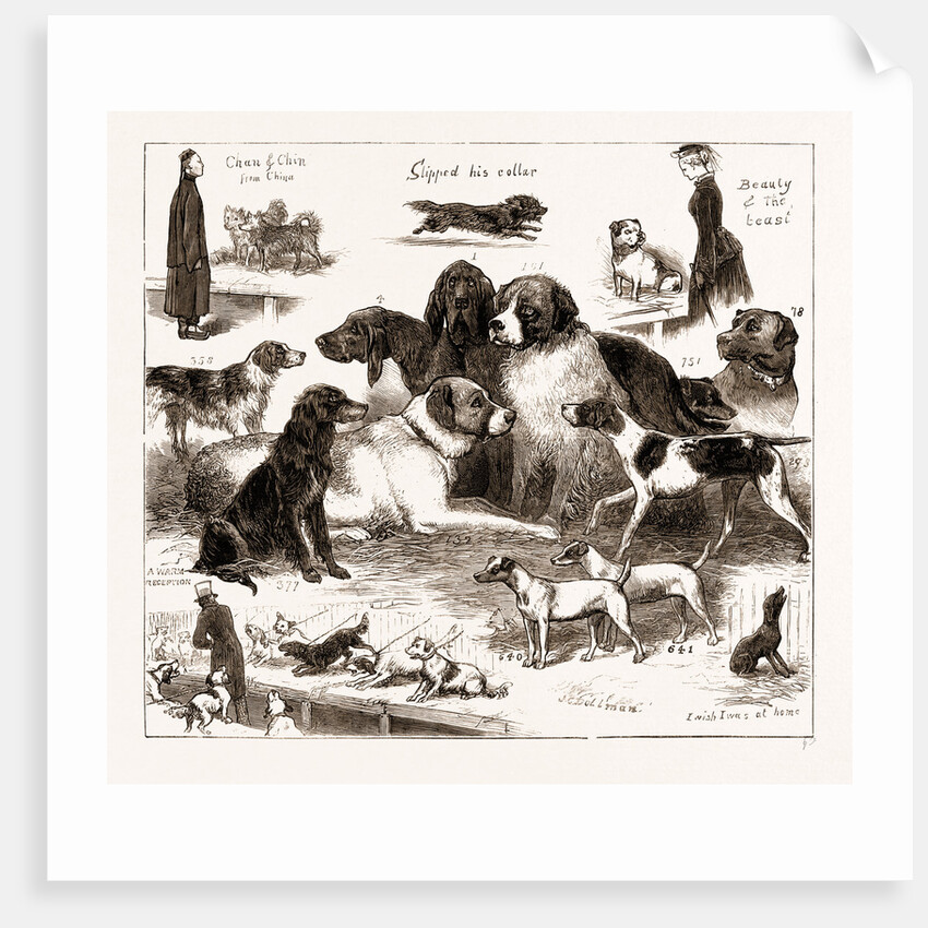 The Dog Show At The Crystal Palace, London by Anonymous
