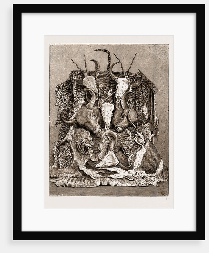 The Wild Game Of Asia, Hunting Trophies by Anonymous
