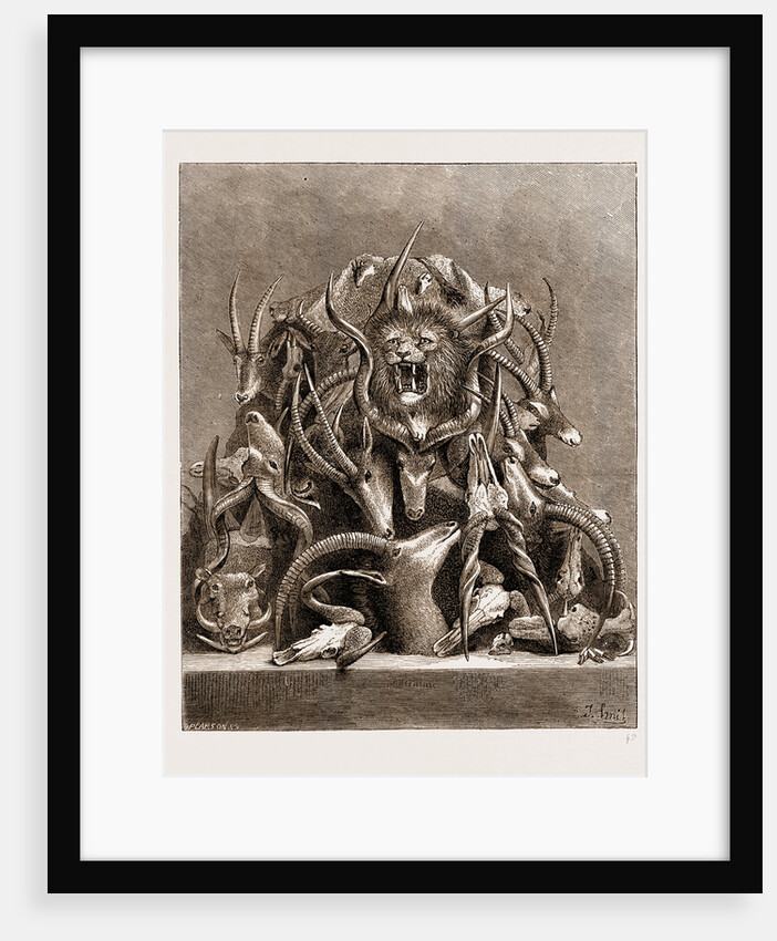 The Wild Game Of Africa, Hunting Trophies by Anonymous