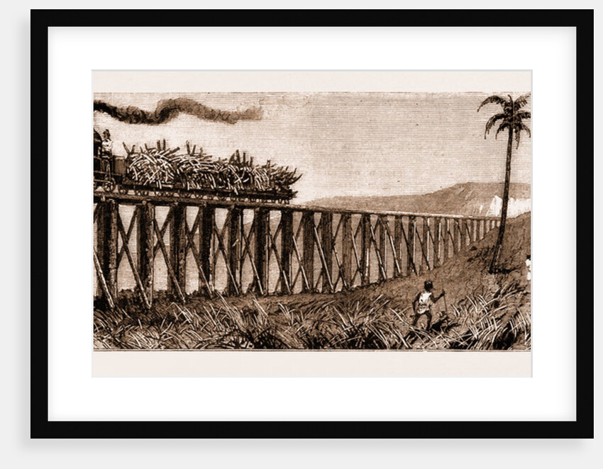 Carrying Sugar Cane On The Pioneer Plantation, Mackay by Anonymous
