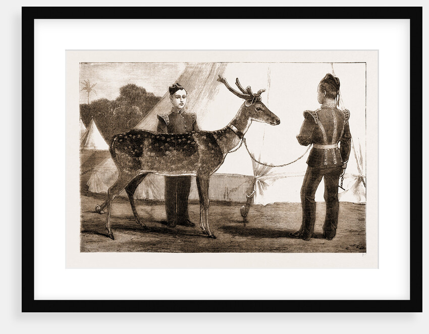 Billy, The Pet Deer Of The Prince Of Wales's Own (west Yorkshire Regiment) by Anonymous