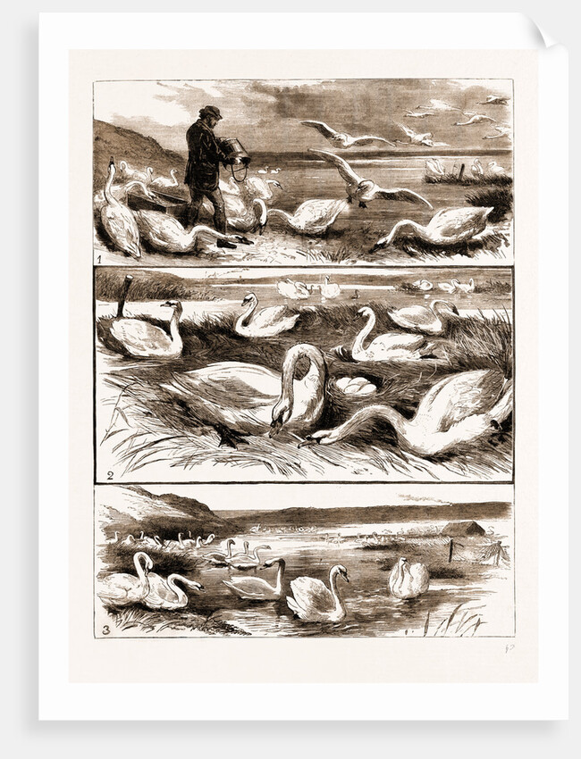 Lord Ilchester's Swannery by Anonymous