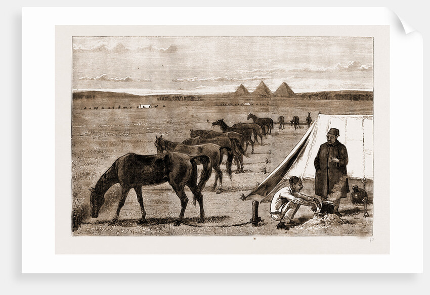 Cavalry Horses At Grass, Cairo by Anonymous