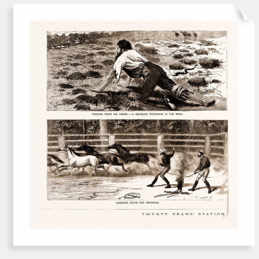 Thrown From His Horse, A Disabled Stockman In The Bush, And Lassoing Colts For Branding, New South Wales by Anonymous