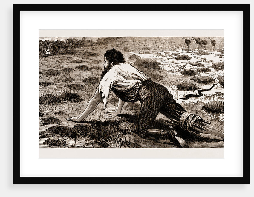 Thrown From His Horse, A Disabled Stockman In The Bush, New South Wales, Australia, 1883 by Anonymous