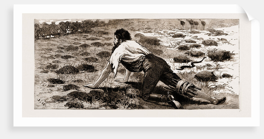 Thrown From His Horse, A Disabled Stockman In The Bush, New South Wales, Australia, 1883 by Anonymous