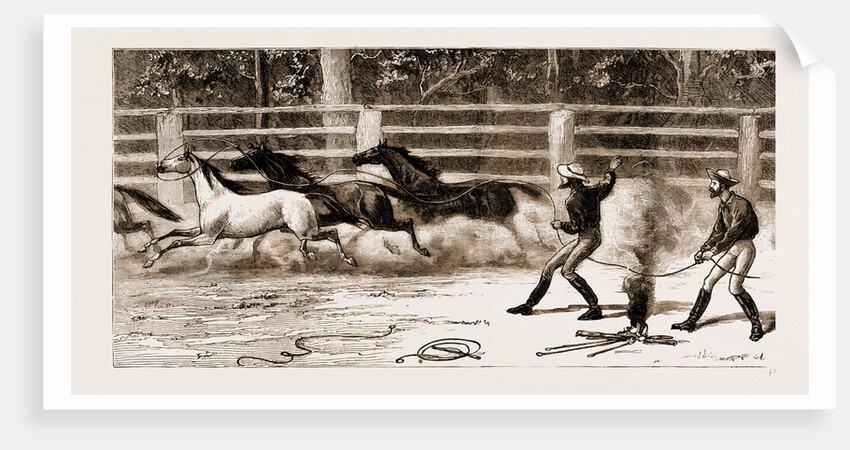 Lassoing Colts For Branding, New South Wales, Australia, 1883 by Anonymous