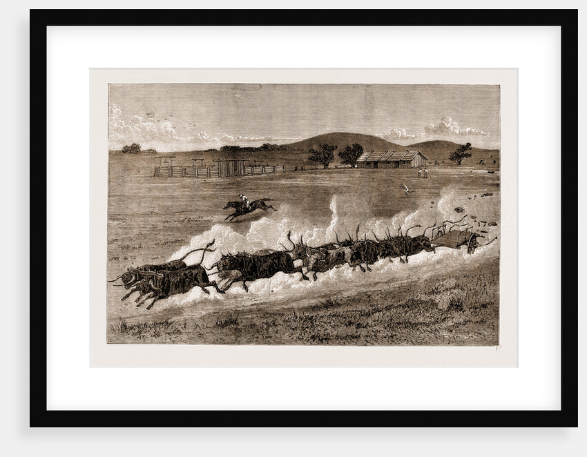 A Runaway Bullock Team, New South Wales, Australia, 1883 by Anonymous