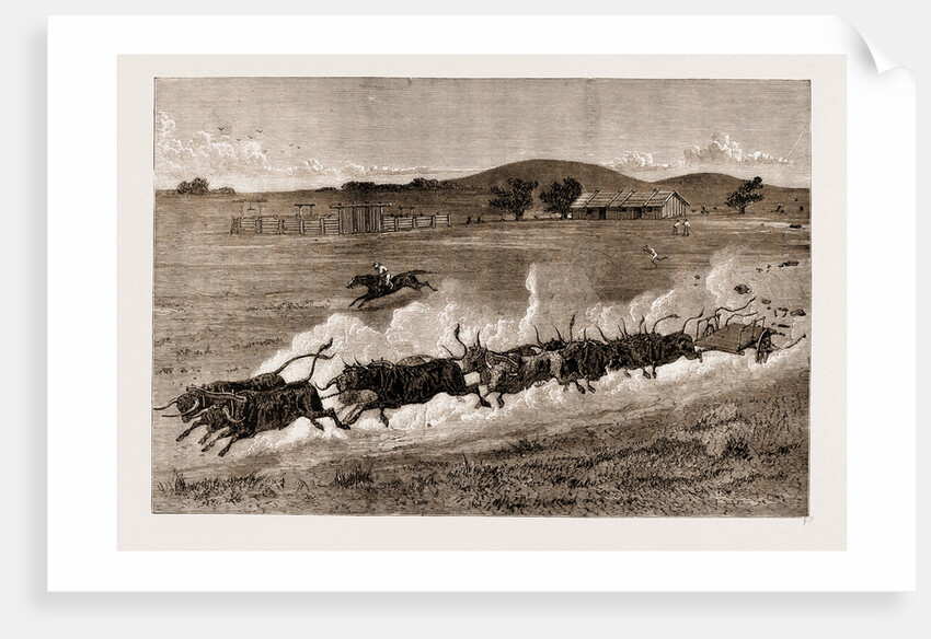 A Runaway Bullock Team, New South Wales, Australia, 1883 by Anonymous