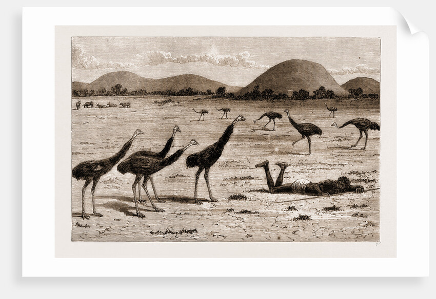 A Native Black Stalking Emeu, New South Wales, Australia, 1883 by Anonymous