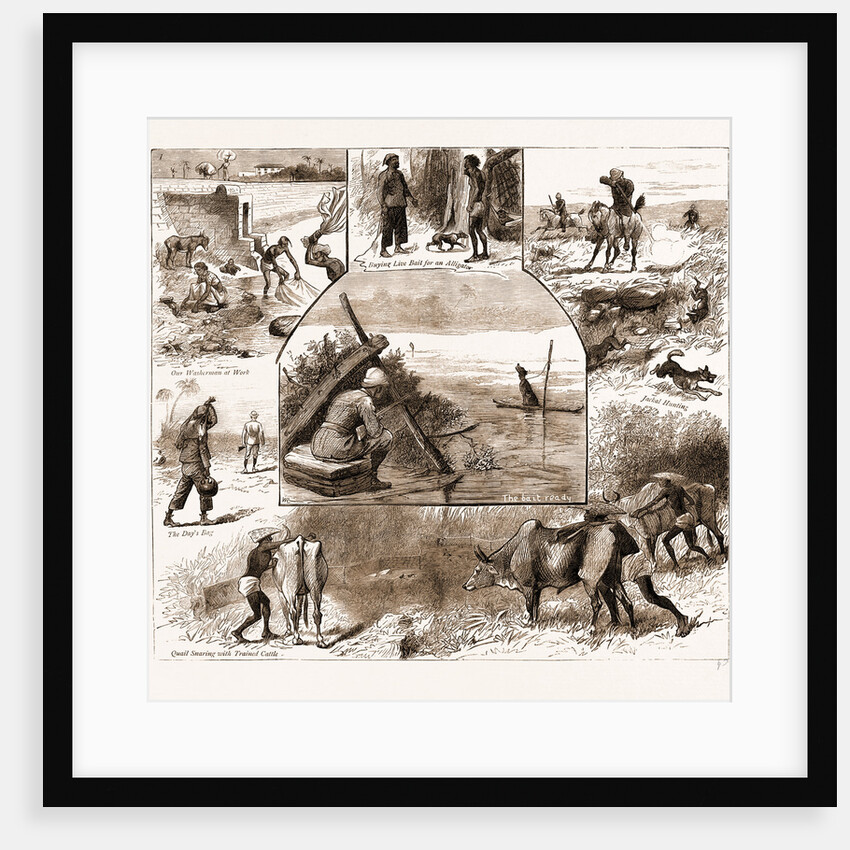 Some Indian Sporting Notes, 1883; The Bait Ready, Quail Snaring With Trained Cattle, Jackal Hunting, Washerman At Work by Anonymous