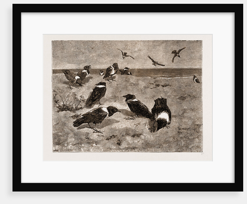 The River Congo: Scapulated Crows On The Beach At Banana, 1883 by Anonymous