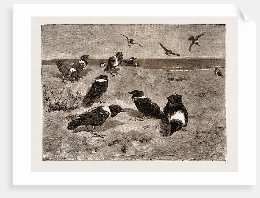 The River Congo: Scapulated Crows On The Beach At Banana, 1883 by Anonymous