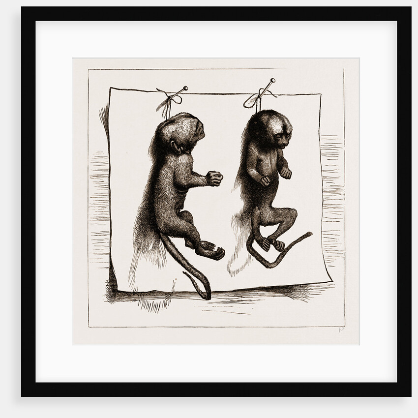 Two Young Marmozets, The First Ever Bred In Europe, 1883 by Anonymous