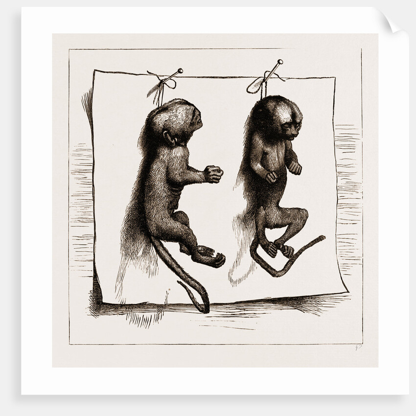 Two Young Marmozets, The First Ever Bred In Europe, 1883 by Anonymous