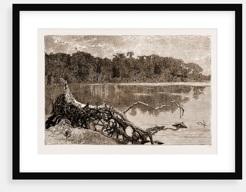 Forest Scenery On Upper Congo, Africa, 1883 by Anonymous