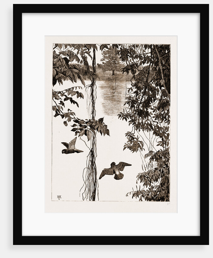 Philodendron Roots And Creeper On The River Quanza, Africa, 1883 by Anonymous
