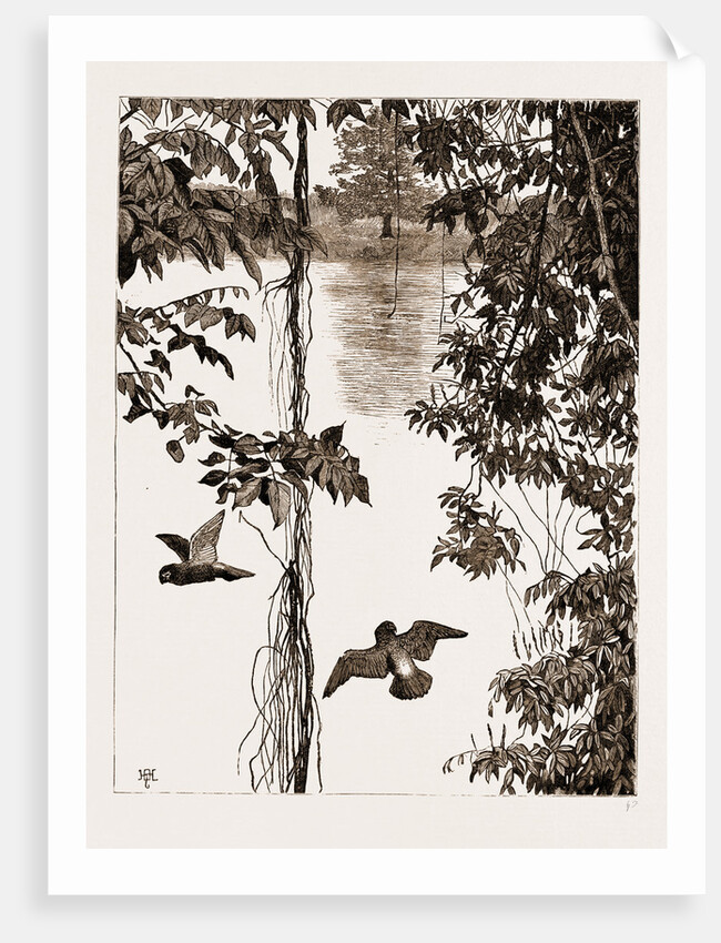 Philodendron Roots And Creeper On The River Quanza, Africa, 1883 by Anonymous