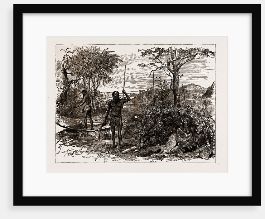 Australian And New Zealand Exhibits At The Colonial And Indian Exhibition, 1886 by Anonymous