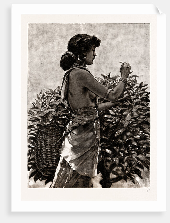 The Ceylon Tea Industry, Sri Lanka: Tamul Girl Plucking A Tea Bush, 1886 by Anonymous